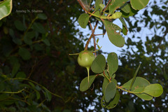 Sonneratia caseolaris